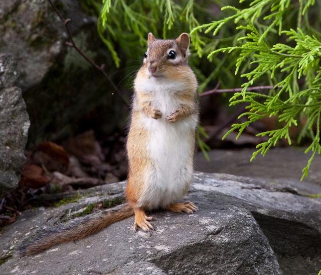 chipmunk-on-hind-legs-jpg-838x0-q80.jpg