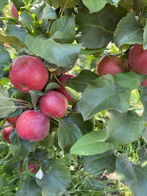 AF4FF06A-FC92-49E5-89E7-778EDA2D93CF