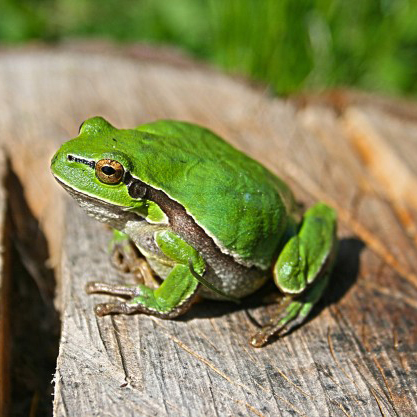 Anfibios