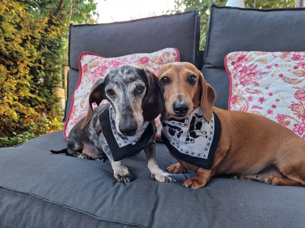 [Image: 20240831-193949.jpg]