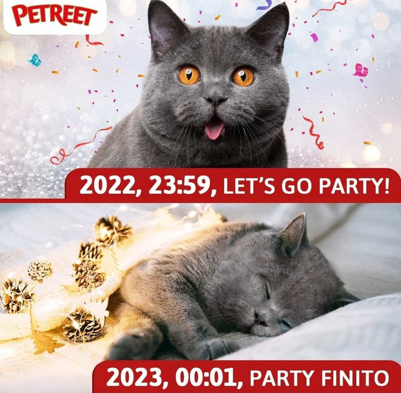 auguri con gatto