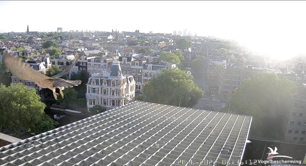 Amsterdam/Rijksmuseum screenshots © Beleef de Lente/Vogelbescherming Nederland - Pagina 29 Video-2022-06-20-063705-Trim-Moment-6