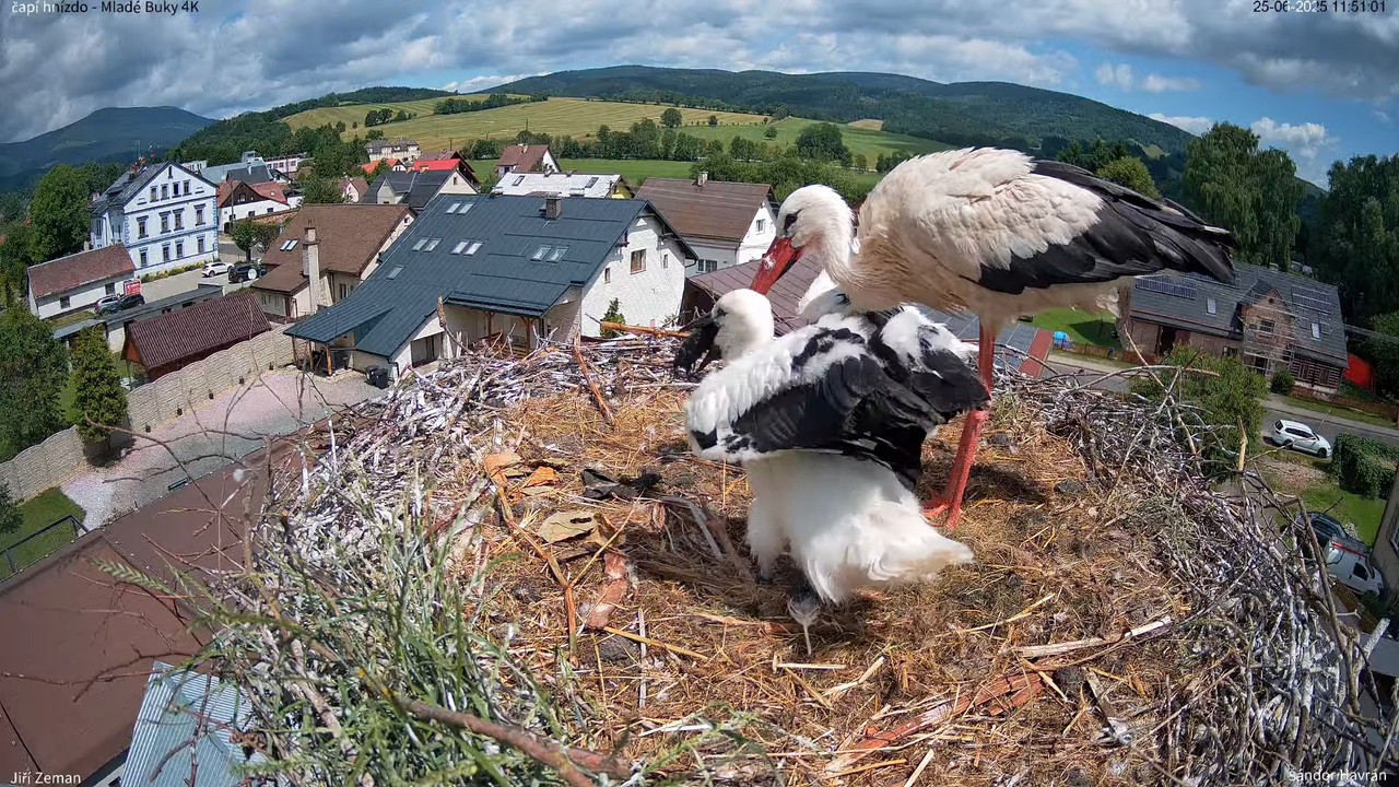 Tiešraides kamera — Mladé Buky — stārķa ligzda 4K 11-44-31 screenshot