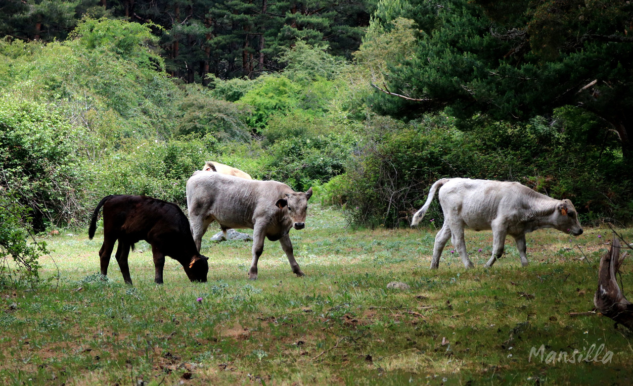 Navacerrada-Cercedilla-03