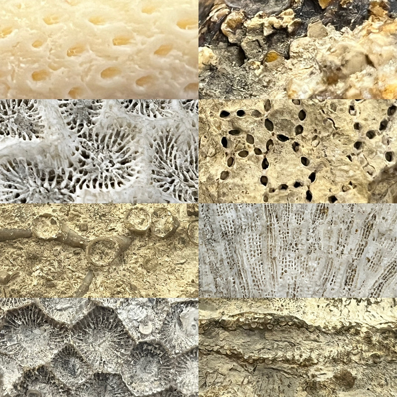 closeups of the corallites of eight colonial corals