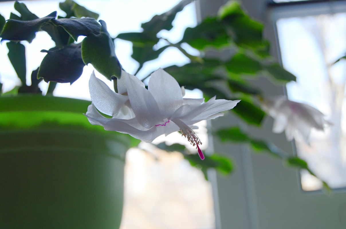 DSC_5519_обработано