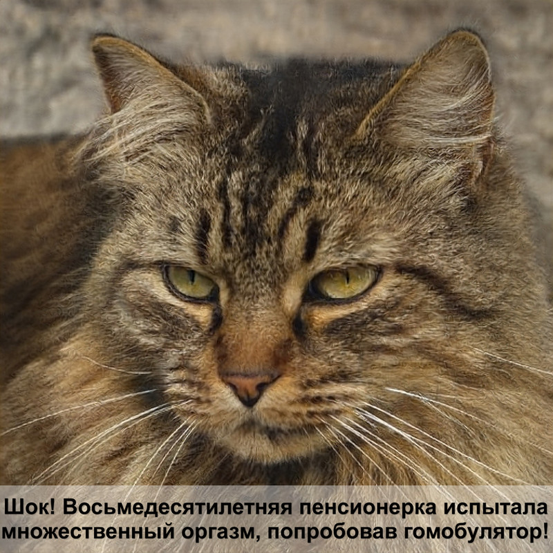 что едят лысые кошки