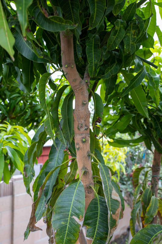 8U1A5137  Guava 2020 Graft to Manila Seedling #1 Close-Up (10-10-22)