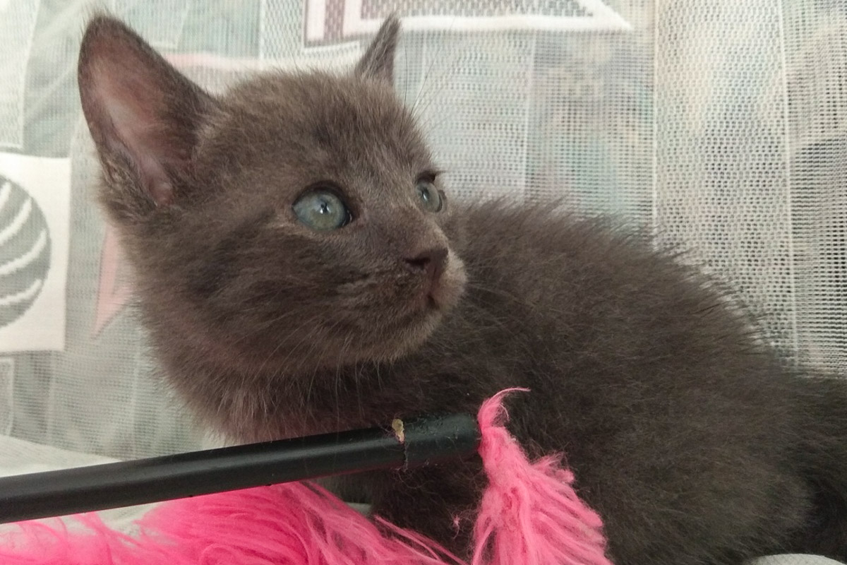 Дымчатый1_2-1