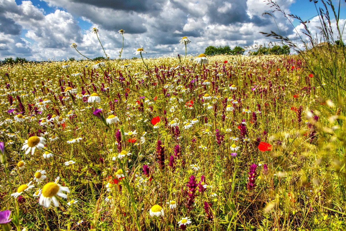 wildflowers-HD.jpg