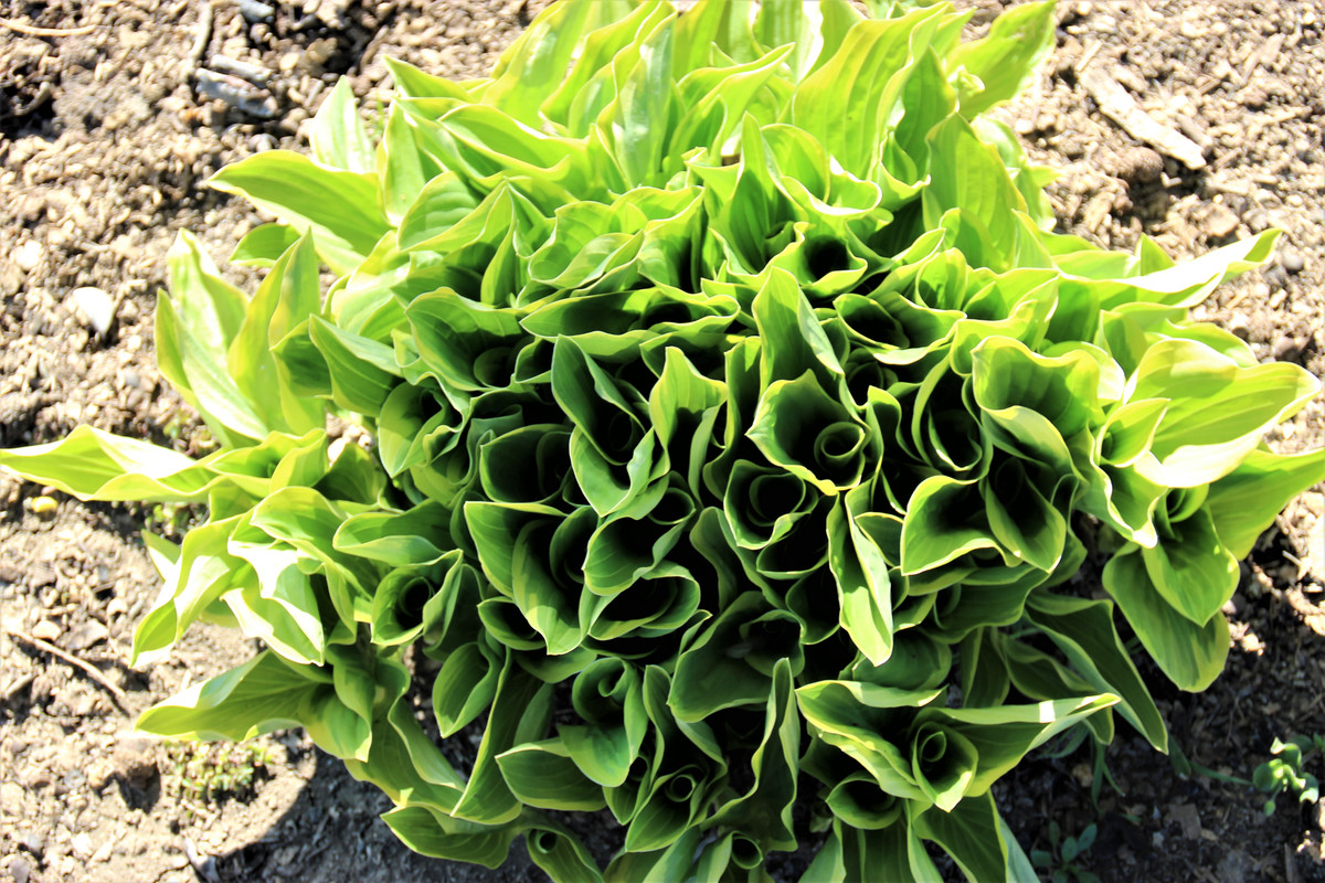 Хоста /Hosta /Функия - Page 130 - Форум HobbyKafe.com