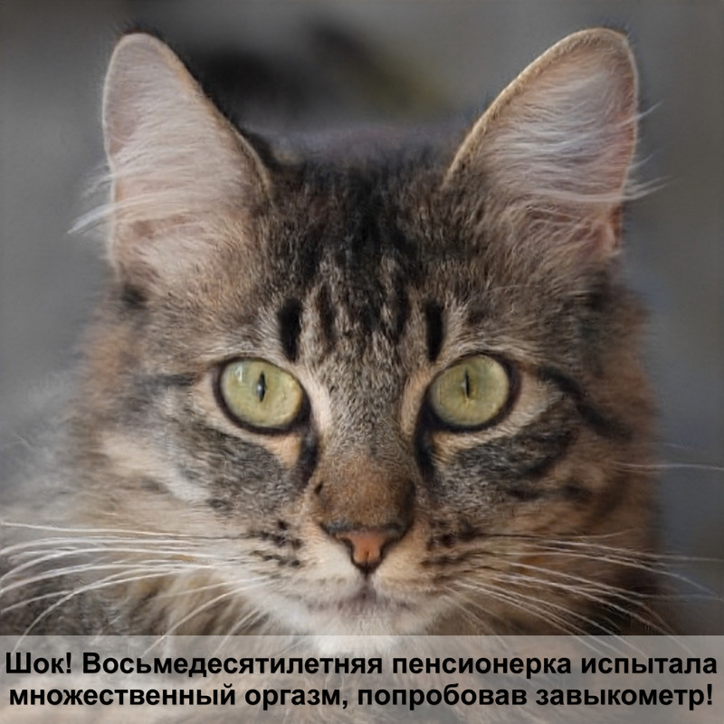 кошка рыгает