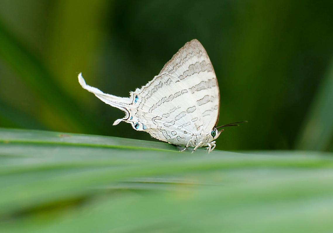 Neomyrina nivea periculosa (The White Imperial) (9)