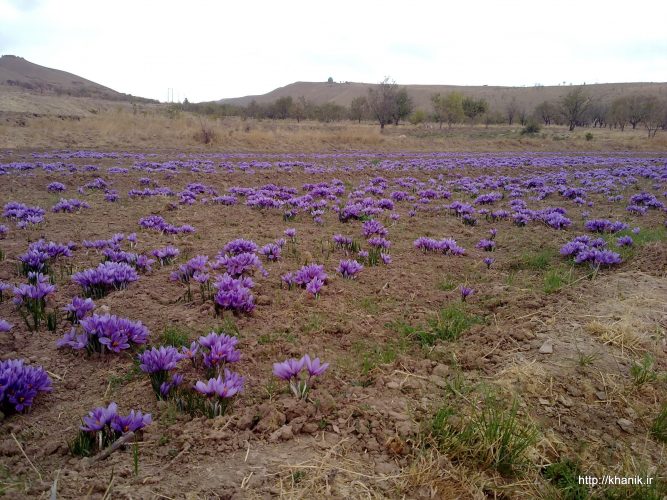 آغاز برداشت گل زعفران از مزارع خانیک