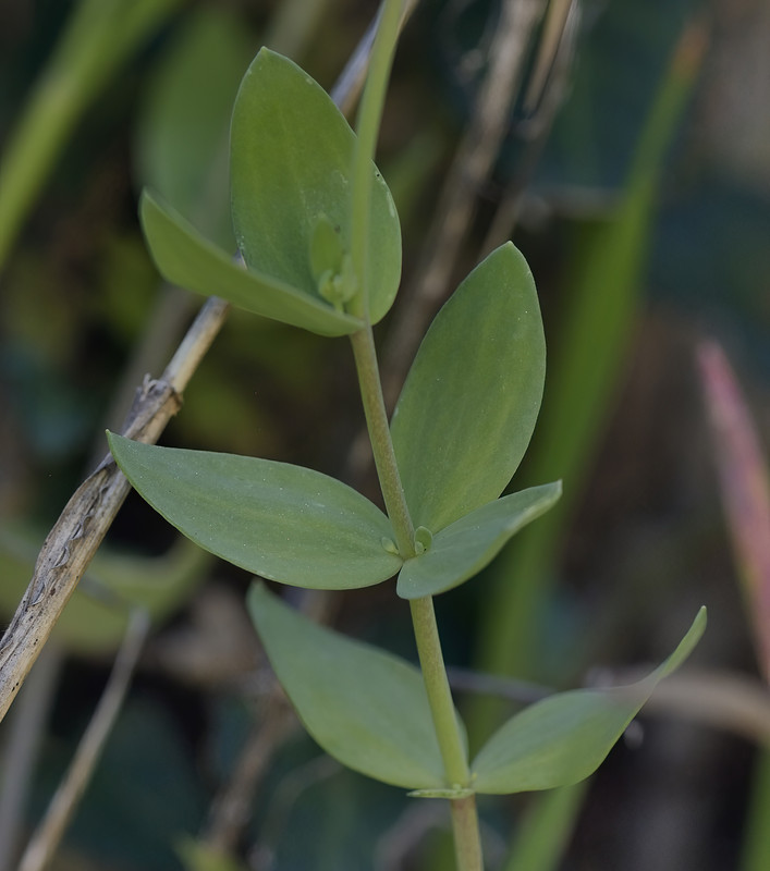 Linaria platycalyx 04