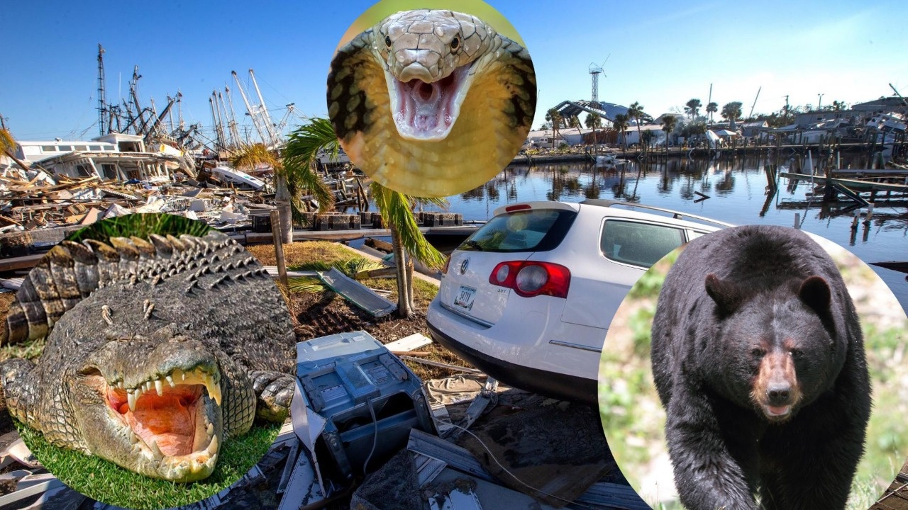 Osos, caimanes y serpientes aparecen en zonas urbanas tras huracán Ian