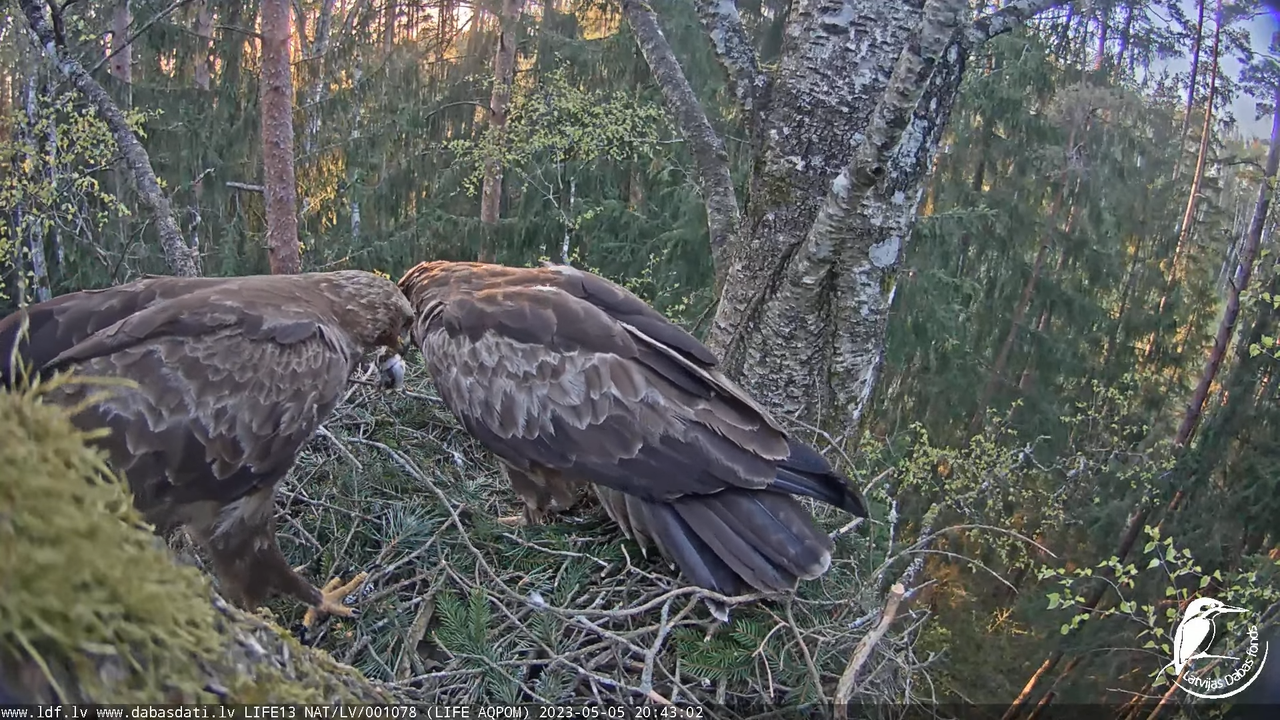 LDF Mazais ērglis (Clanga pomarina), ligzda bērzā 10-28-37 screenshot