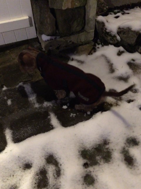 [Image: 7-FCB3574-C640-433-C-8-DF1-E6004-D37-BEC2.jpg]