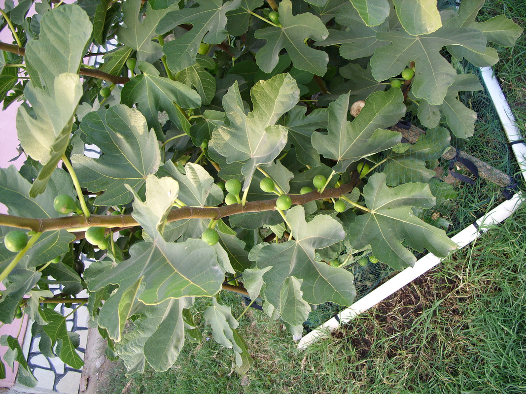 2 Live "Kadota" Fig Tree Plants - Cold Hardy, Edible Fruit, Seedling Plugs