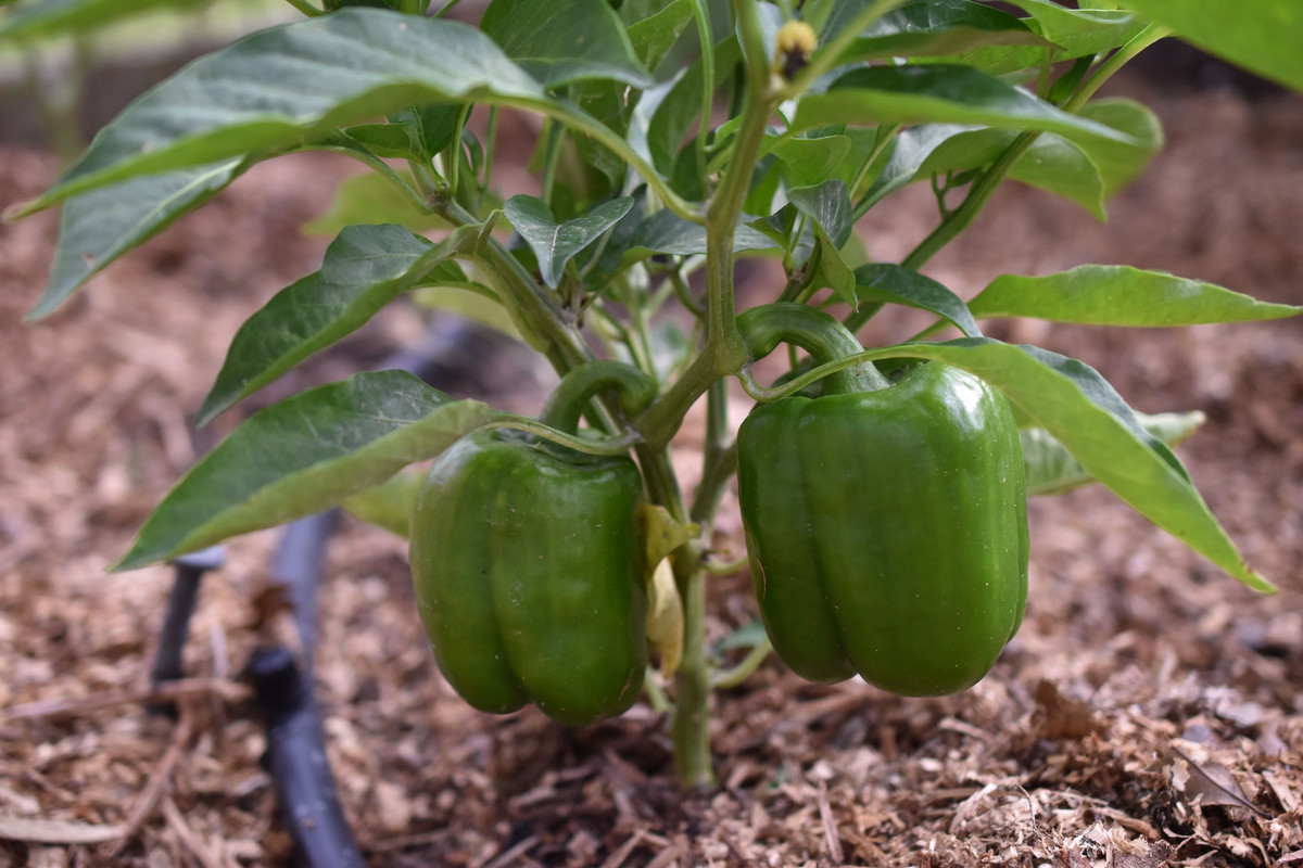 2016 11 05 Kathys Garden (10)a