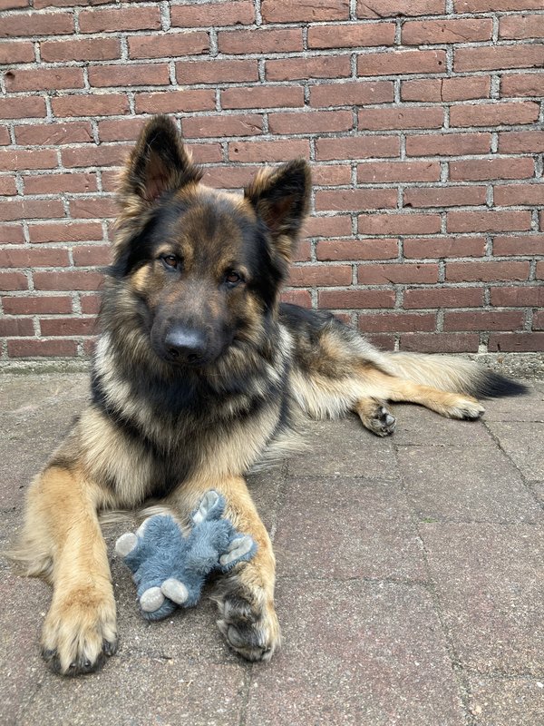 Afbeelding