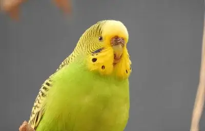 Budgerigar