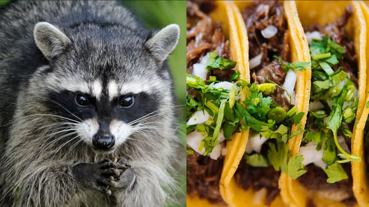 Mujer descubre a un par de mapaches robando su pedido de tacos: video viral