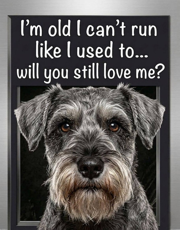 olddog.jpg