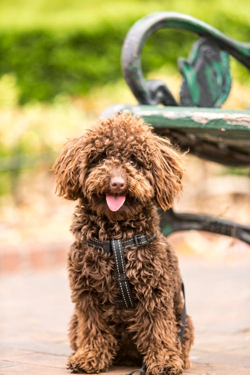 Durable Pet Treat Storage