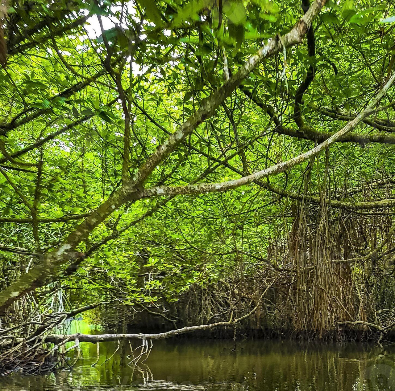 Mangroves 3