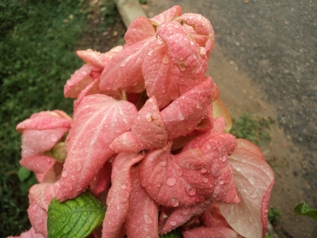 DSC04615
