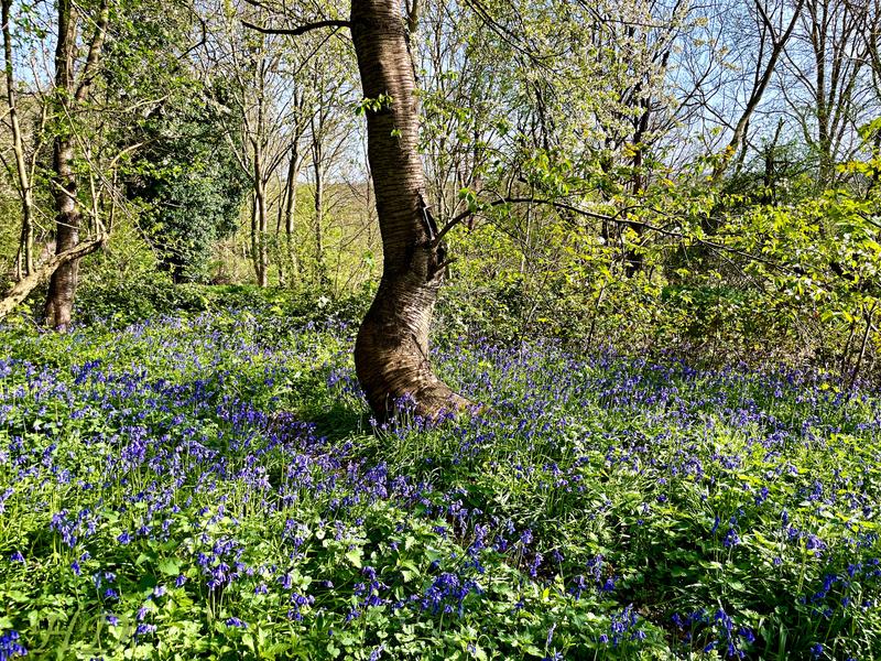 Woods-April-2026-Bluebells-HD.jpg