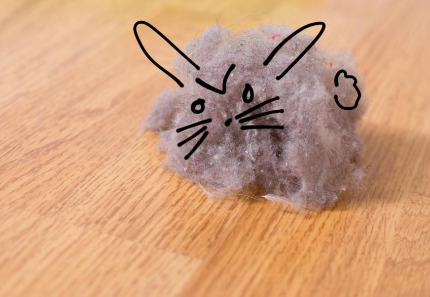 dust-bunny.jpg