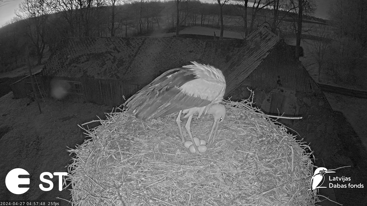 Baltie stārķi (Ciconia ciconia) Tukuma novadā - LDF tiešraide __ White storks in Tukums, Latvia 8-46