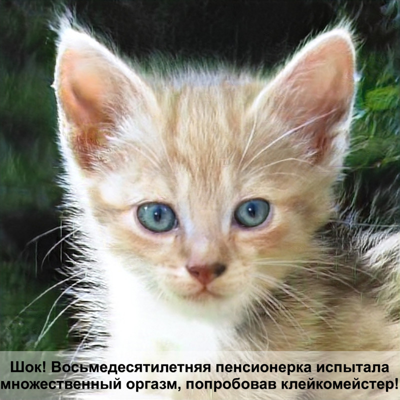 черная британская кошка