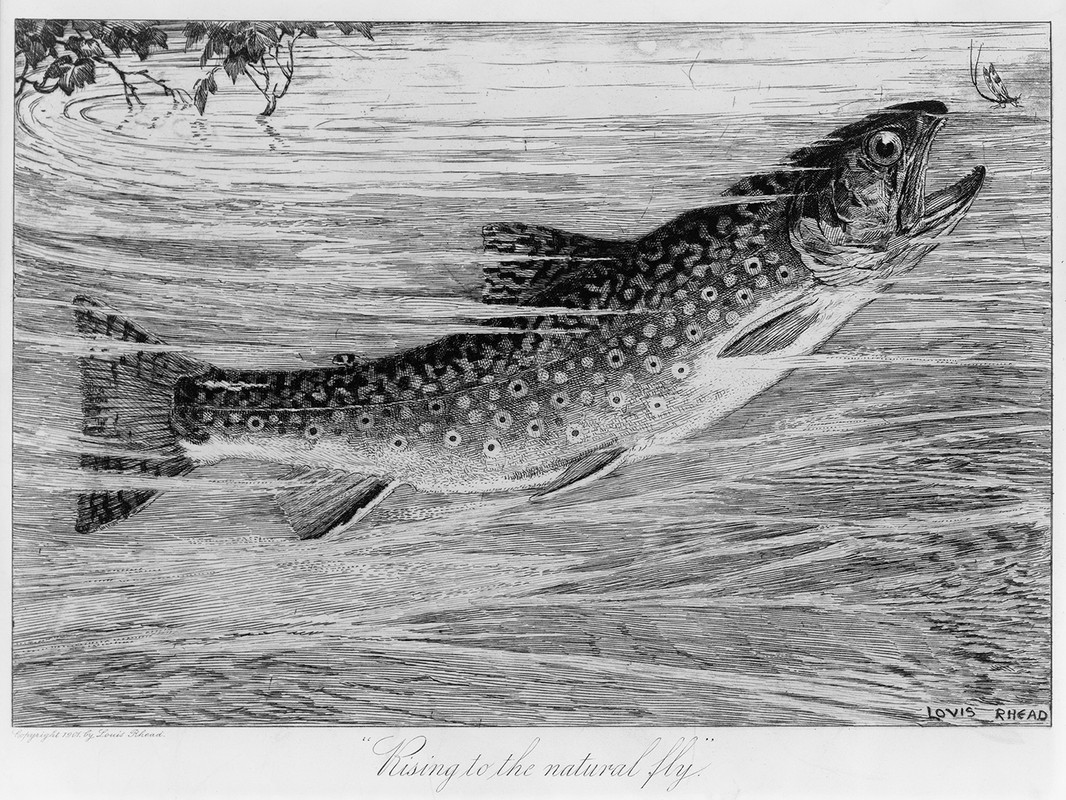 Rhead Speckled Trout LoC