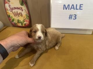 belle male 3
