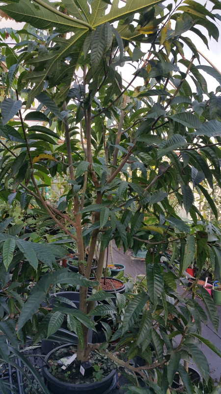 Annona diversifolia (2)