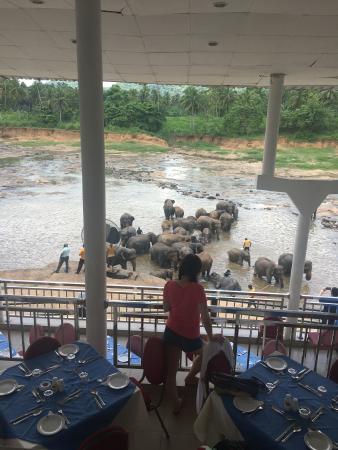 1Chotel-elephant-park