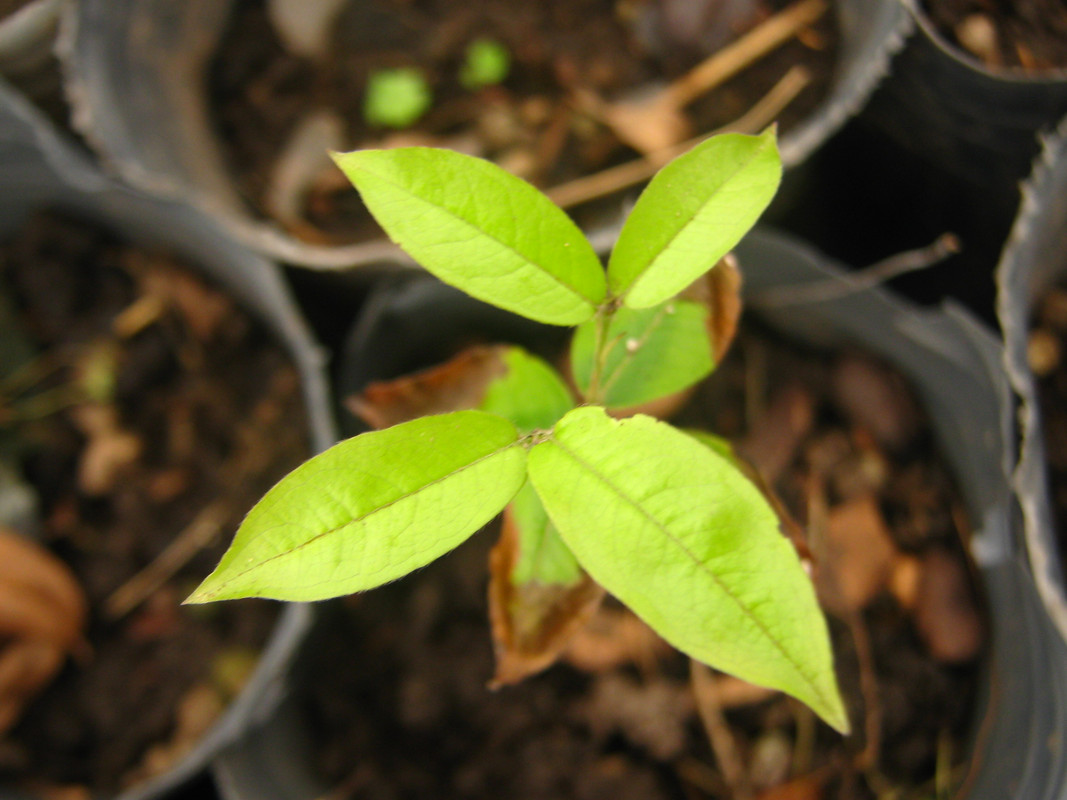 myrciaria_sp_Esther_paraguay_seedling_20150820T102043.jpg