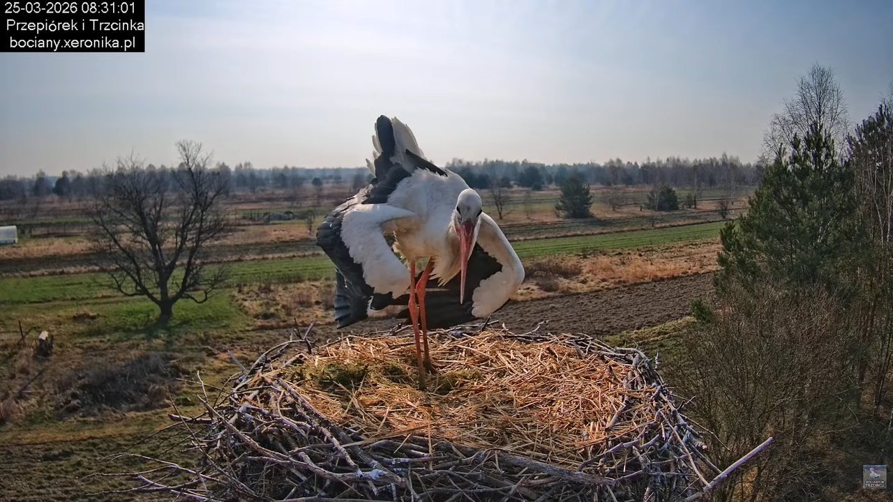 25032026bociany 19