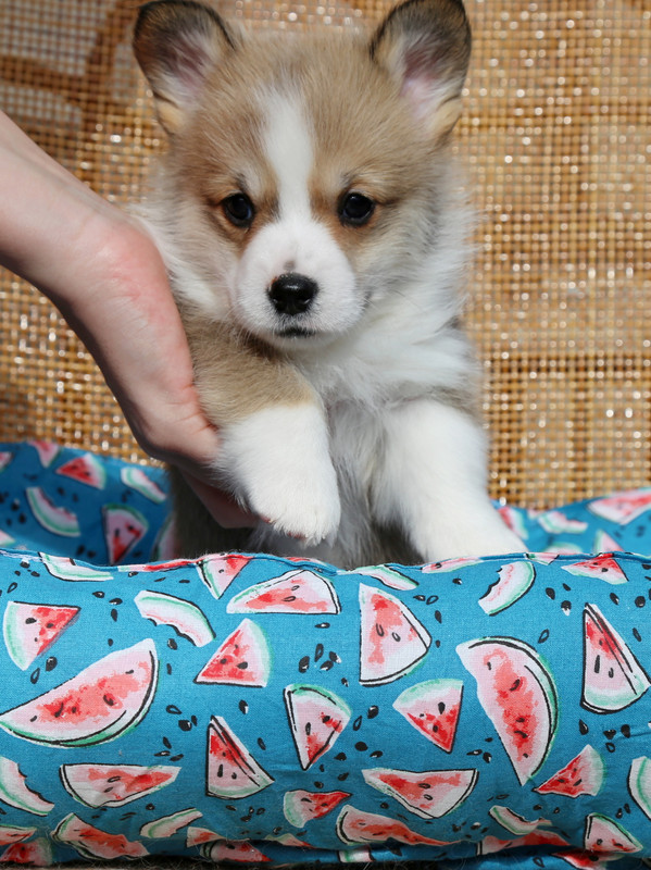 IMG_7572 19.02.24 мак квин