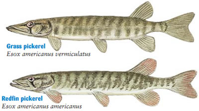 pickerel-grass-redfin