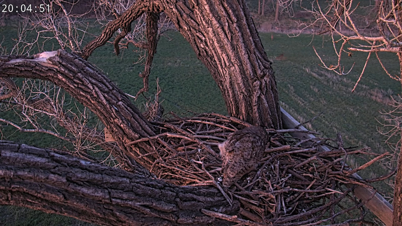 Bonijas un Klaida mājas — lielās ragainās pūces 4-32-22 screenshot