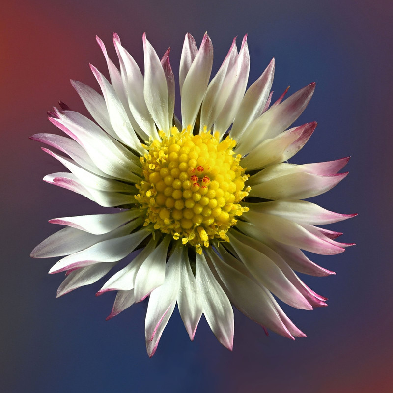 037 Gänseblümchen Bellis perennis Blüte Aufsicht Stack 40 Garten