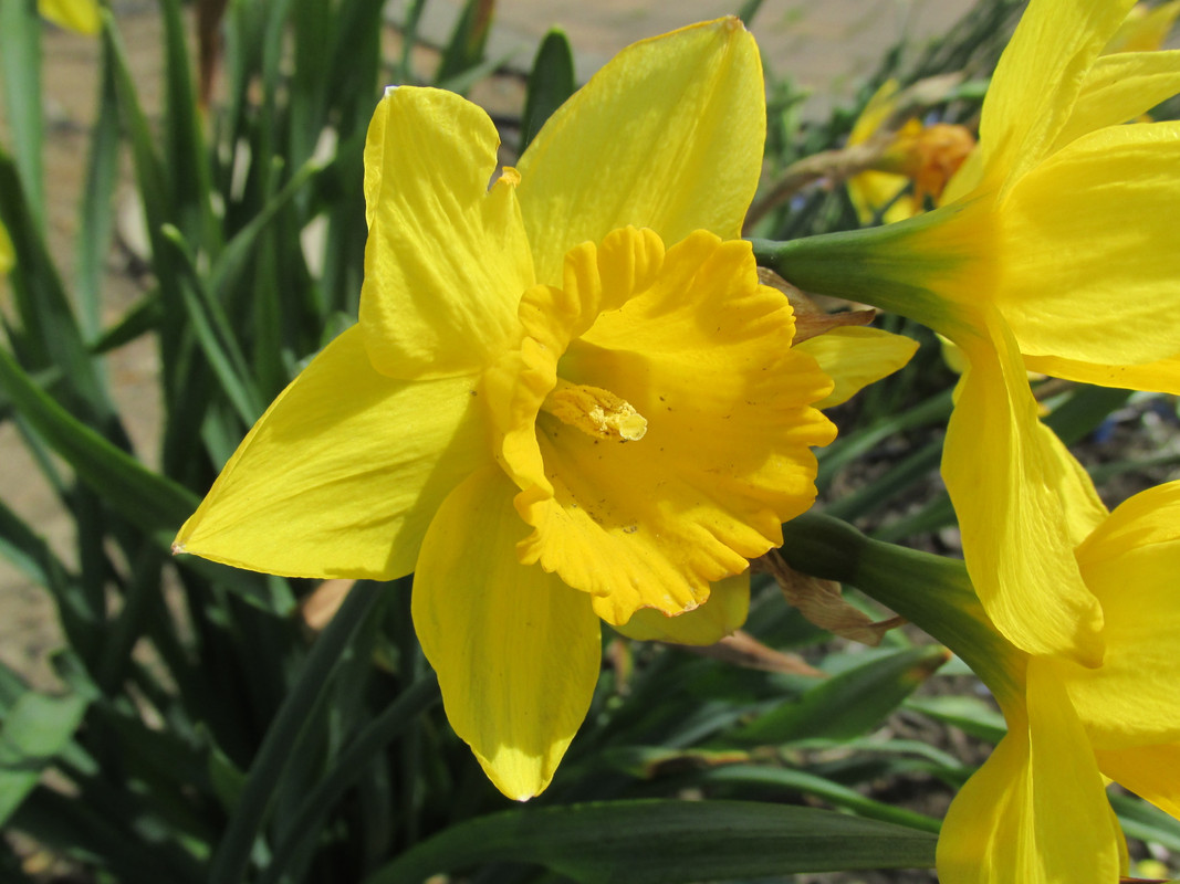 Lawn and Gardens 04.18.2019  (1)