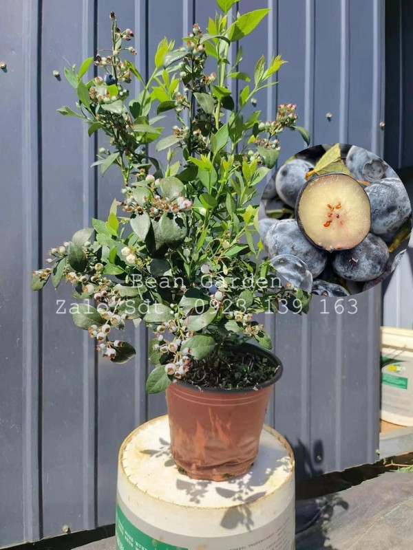 Việt Quất Tứ Quý