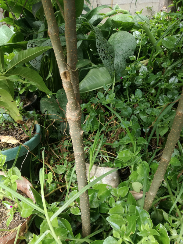 IMG_20180310_100027_1