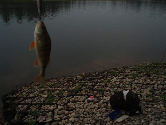 тулва окунь