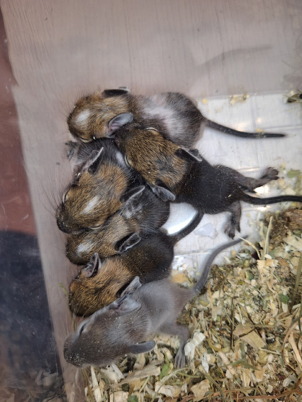 MAW-pnLNVWRadap3Y4kZmSVWbECqX8rkD5t5SNKbD8eey7qm_CyW0_MDgLLl4T5CR3LXdCegS_l93WWDbypsTr0Z